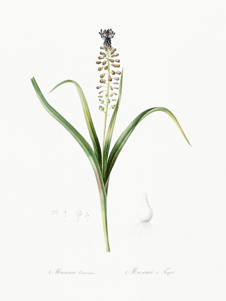 Grape Hyacinth, Pierre Joseph Redoute