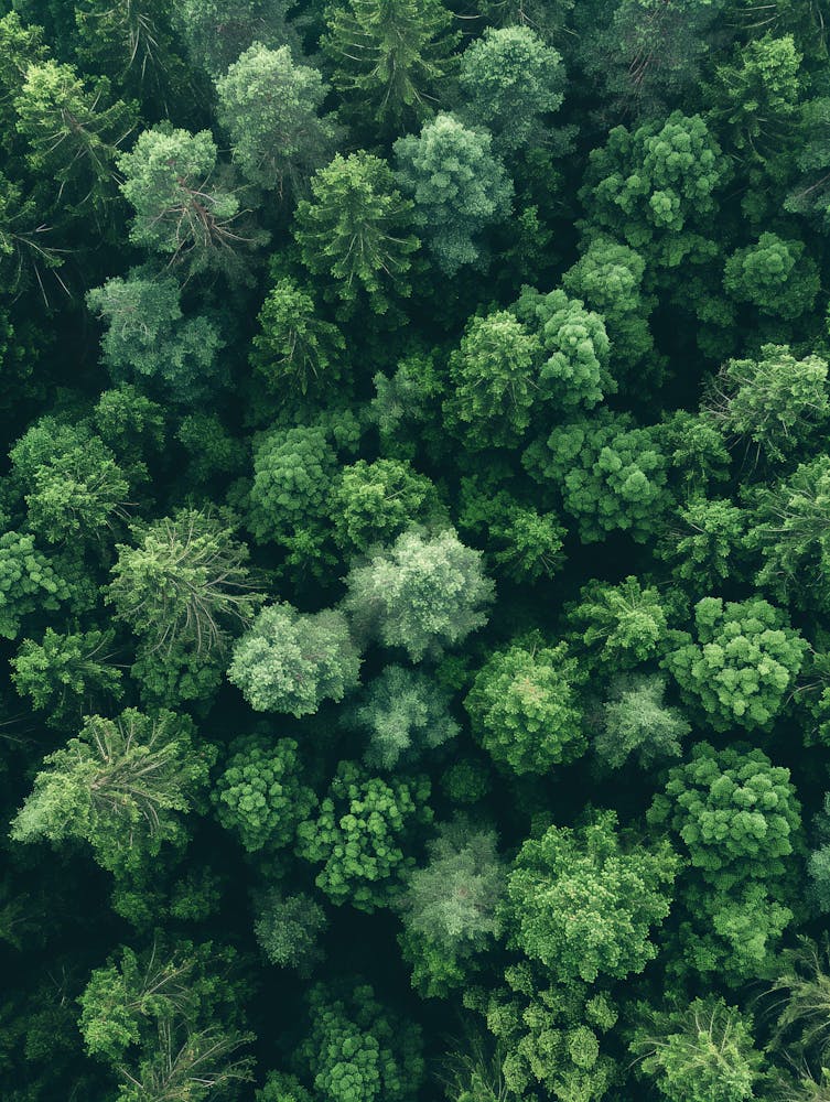 Aerial View Of A Forest