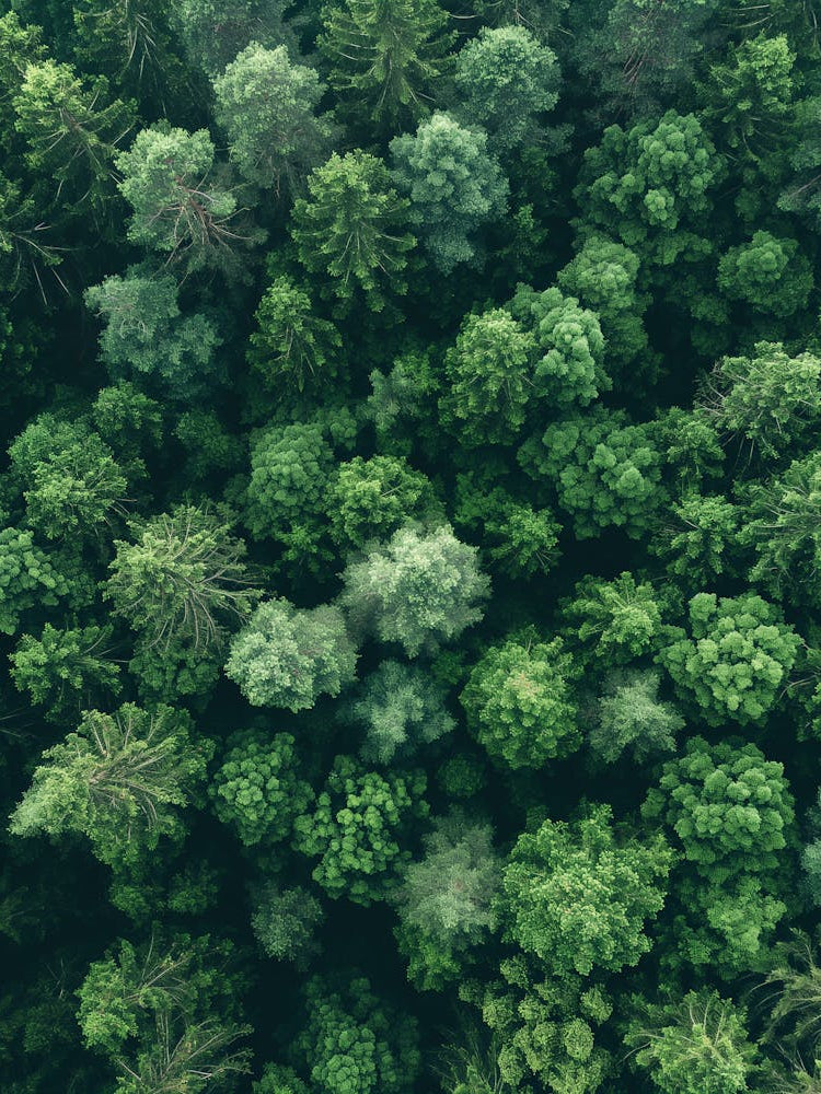 Aerial View Of A Forest