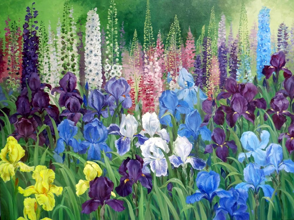 Iris im Garten