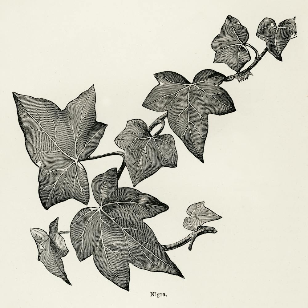 Ivy12