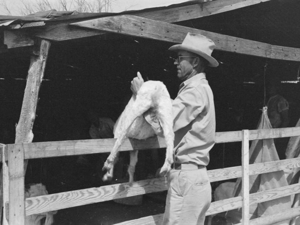 Untitled Photo, Possibly Related To Herding Goats Into Shearing Pen On The Ranch Of A Rehabilitation Borrower In