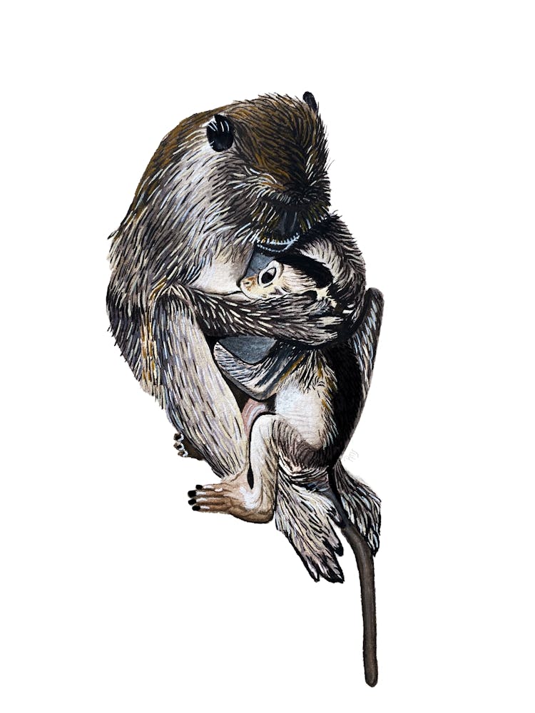 Mother and baby monkey