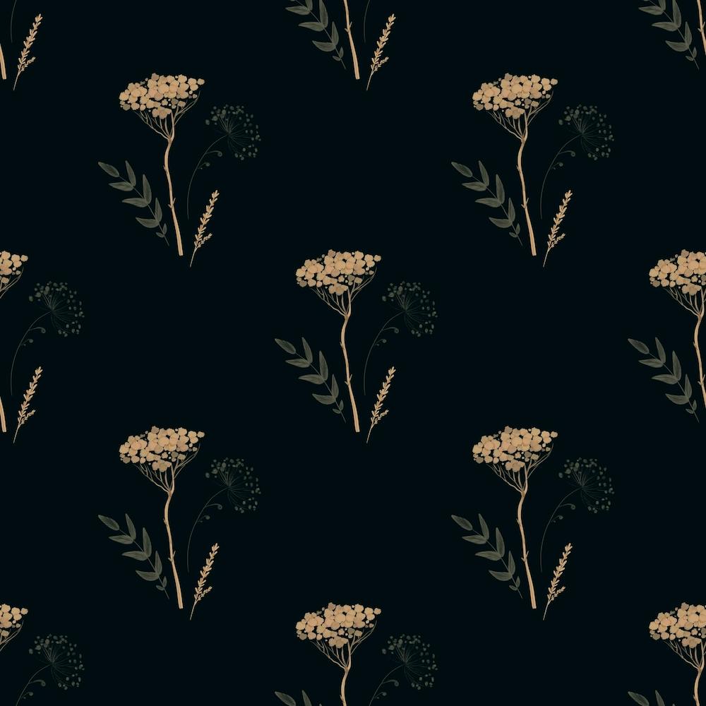 Yarrow on Black Background