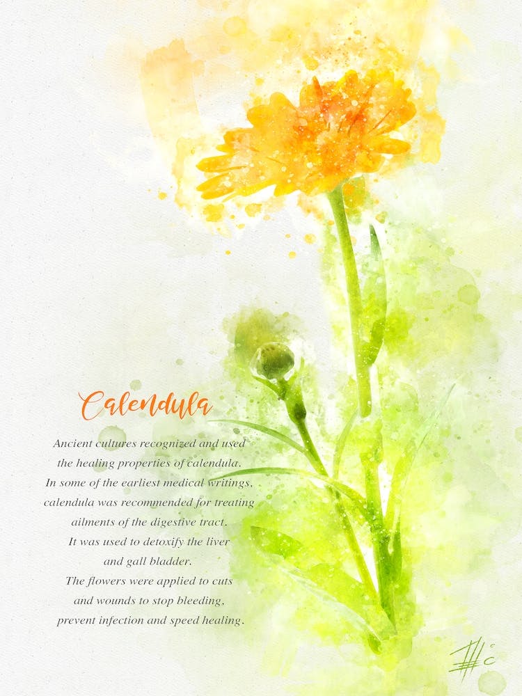 Calendula