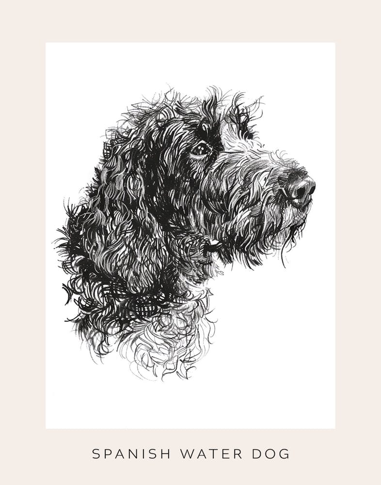 Spanish Water Dog Line Sketch 1 Poster