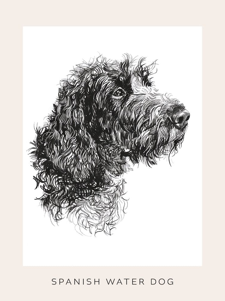 Spanish Water Dog Line Sketch 1 Poster