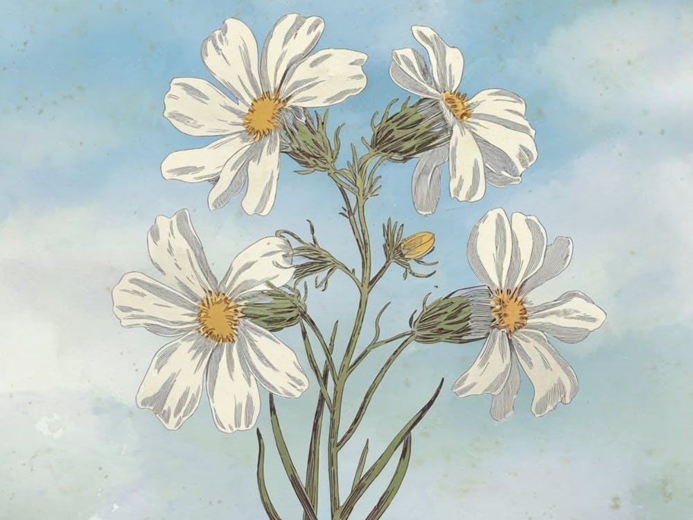 Daisies in the sky
