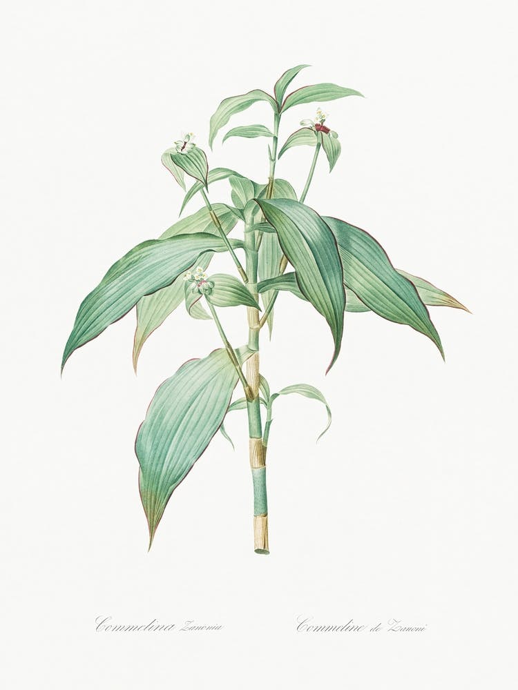 Commelina Zanonia, Pierre Joseph Redoute