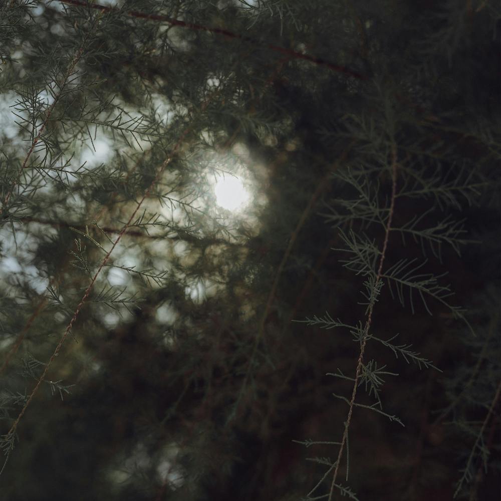 Sunshine Through The Trees St Sebastian, Spain Square