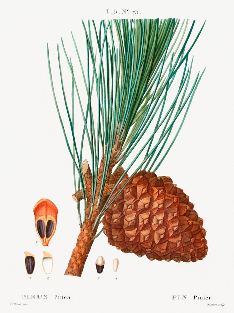 Stone Pine, Pierre Joseph Redoute