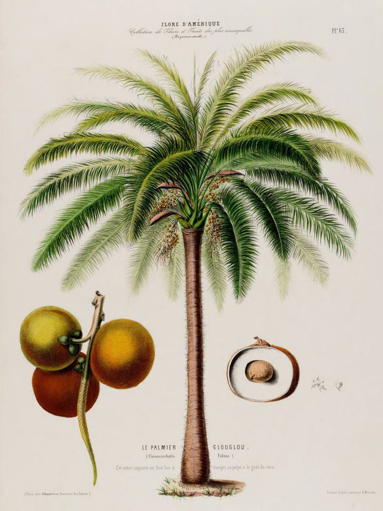 Palm Tree 2