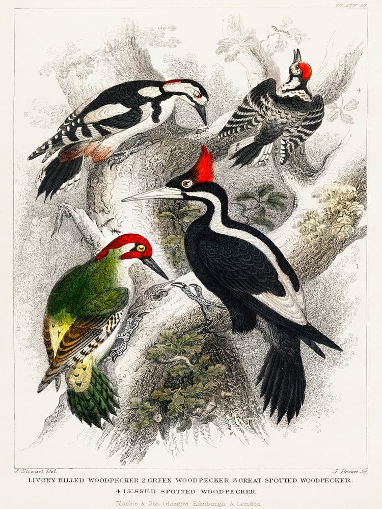 Ivory Billed Woodpecker, Green Woodpecker, Great Spotted Woodpecker, And Lesser Spotted Woodpecker, Oliver Goldsmith