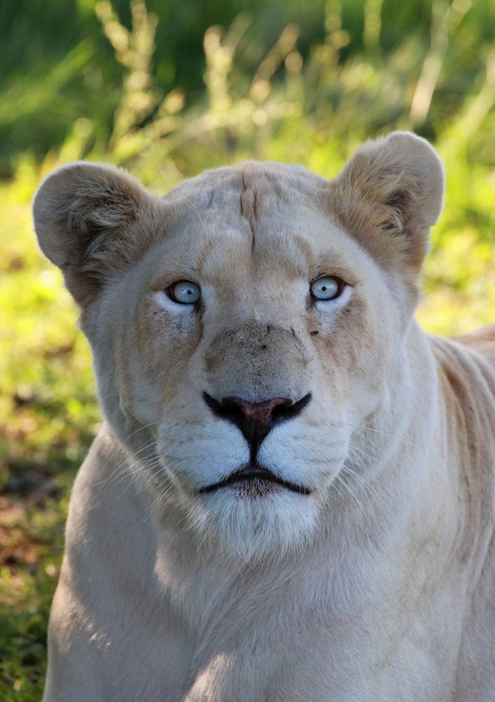 White Lion Female II