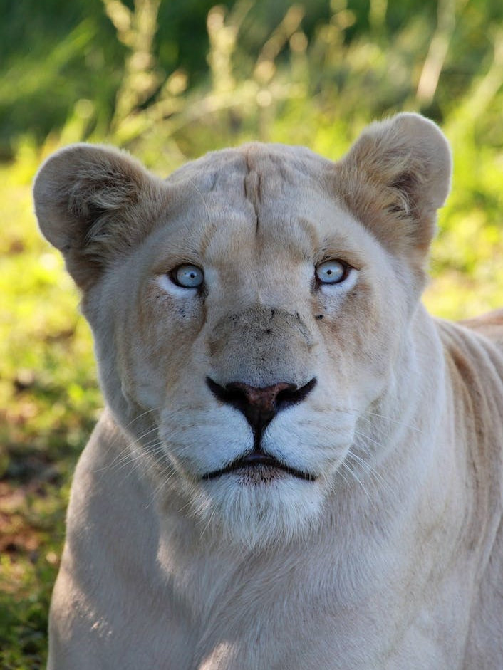 White Lion Female II