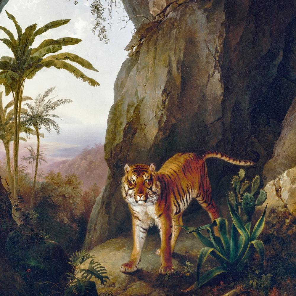 Tiger In Cave Square