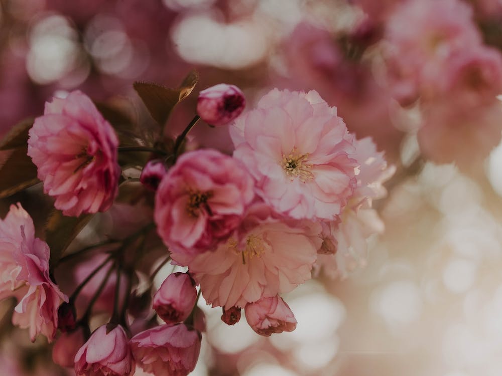 Blossoms