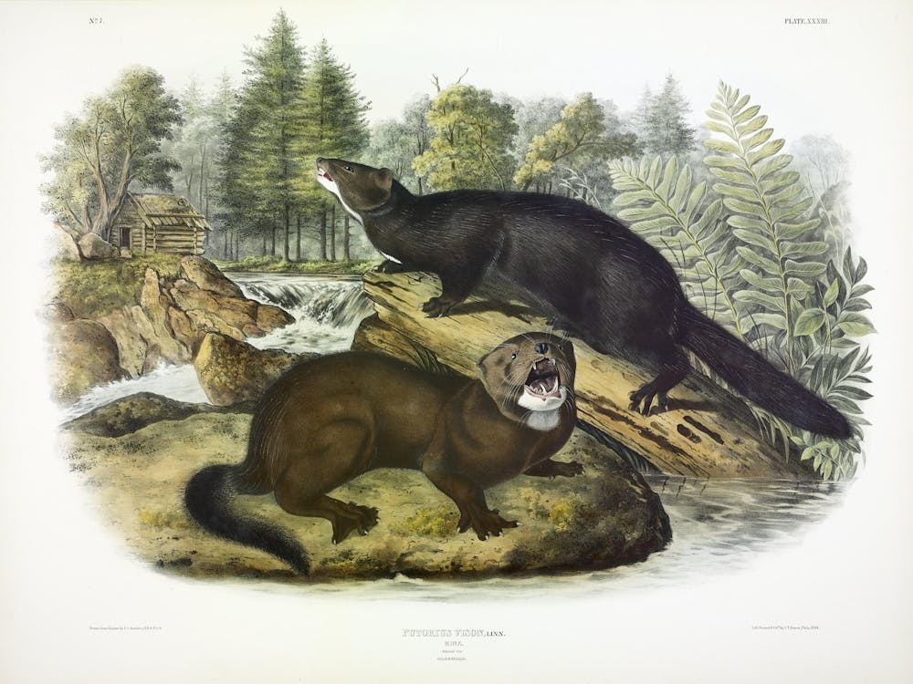 Écureuil Noir, John James Audubon