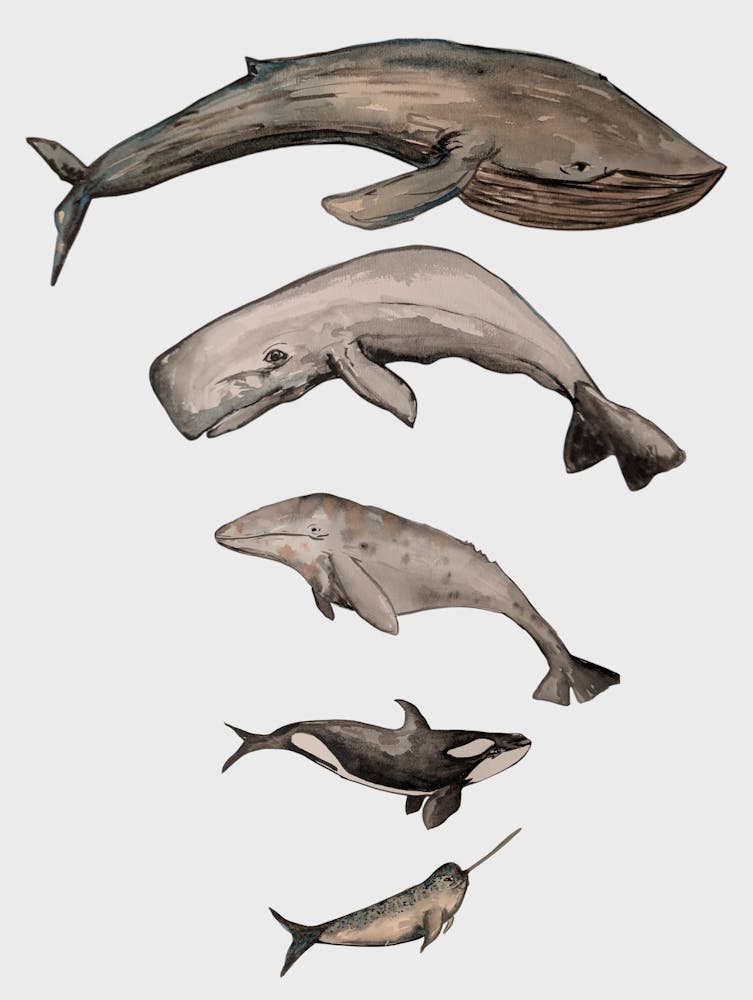 Whales Size Order Sealife Illustration 1