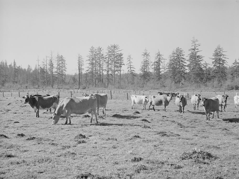 Dairy Cattle, Tillamook County, Oregon By Russell Lee