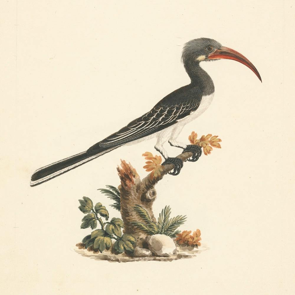 Hemprich S Hornbill Or Crowned Hornbill, Luigi Balugani