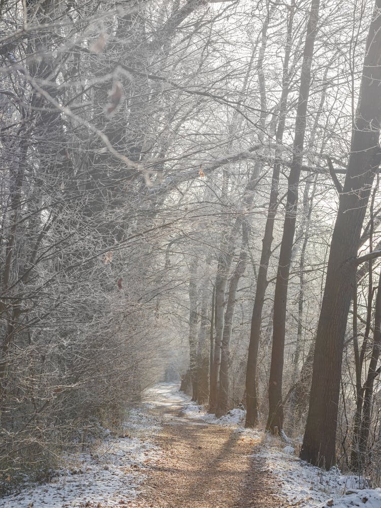 Frosty Path In The Woods