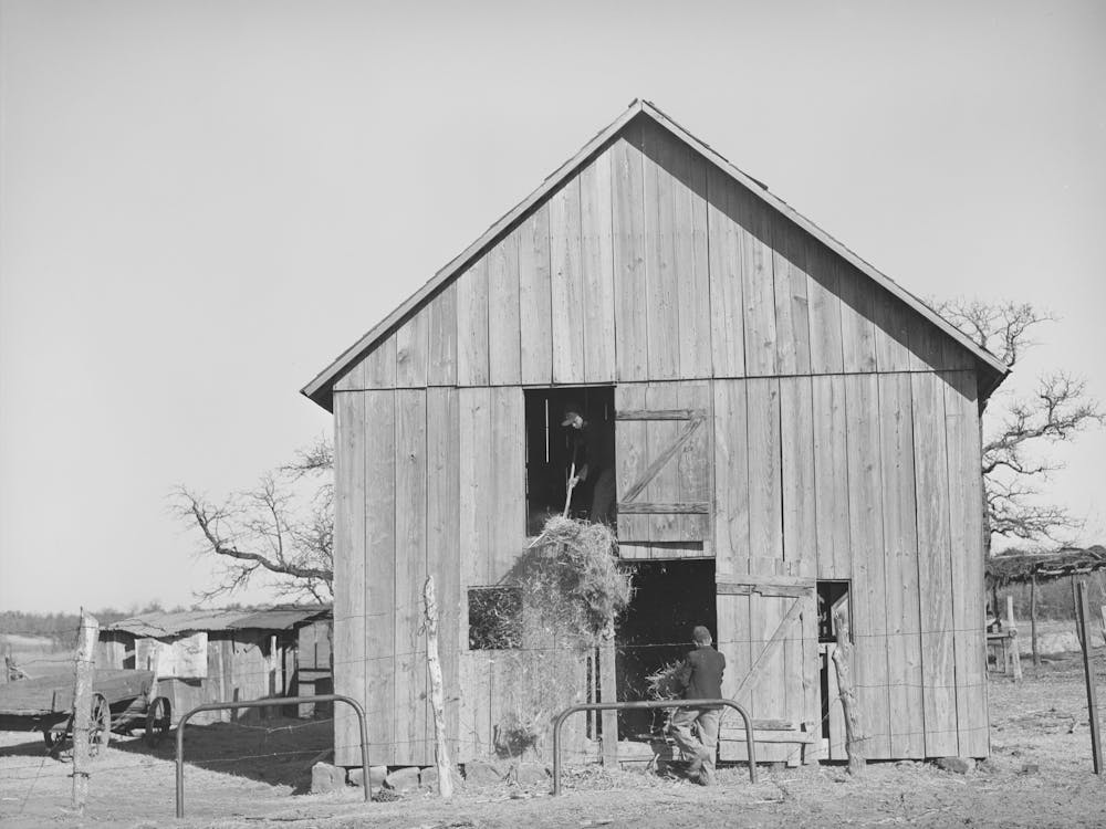 Son Of Pomp Hall, Tenant Farmer, Carrying Hay Into Barn To Feed Mule While His Brother Pitches Down The Hay From