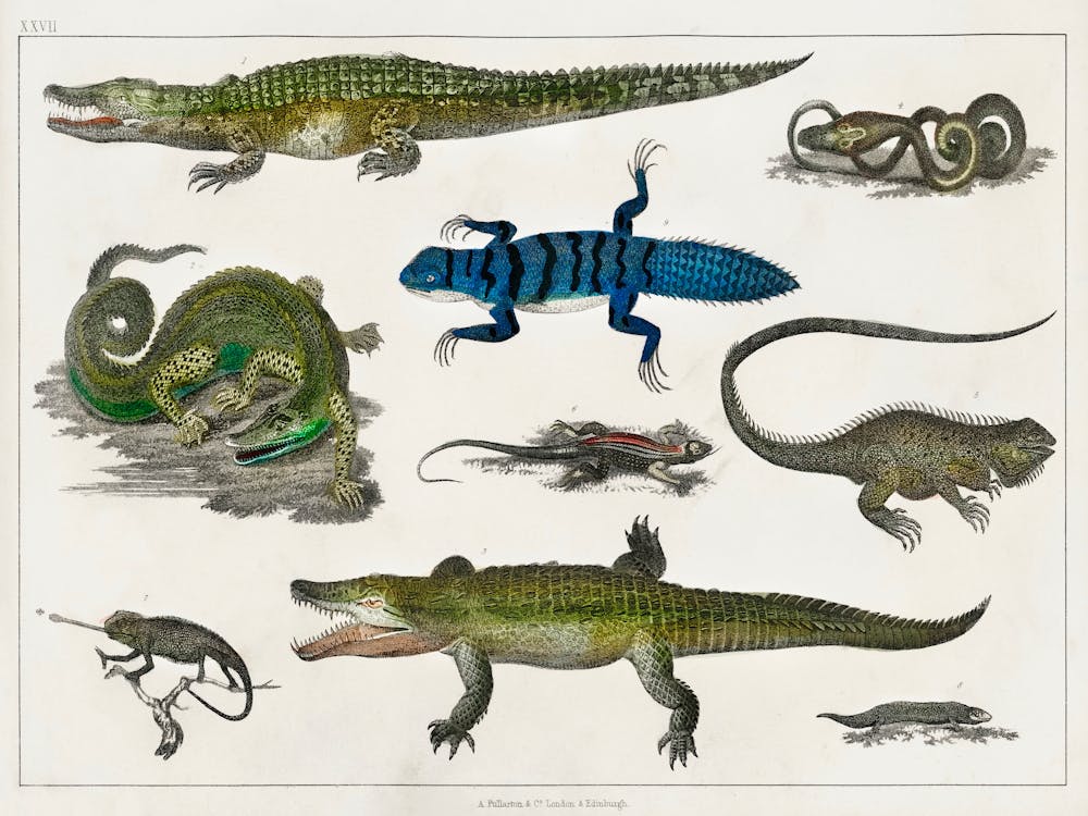 Collection Of Various Reptiles, Oliver Goldsmith