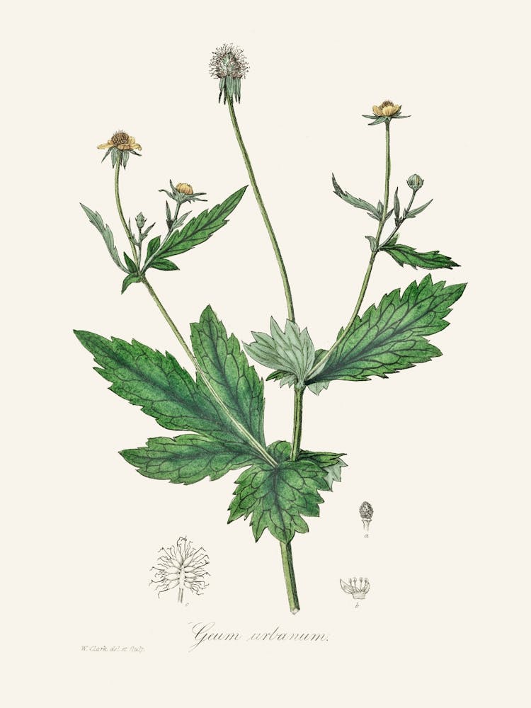 Vintage Botanical John Stephenson and James Morss Churchill_2731649