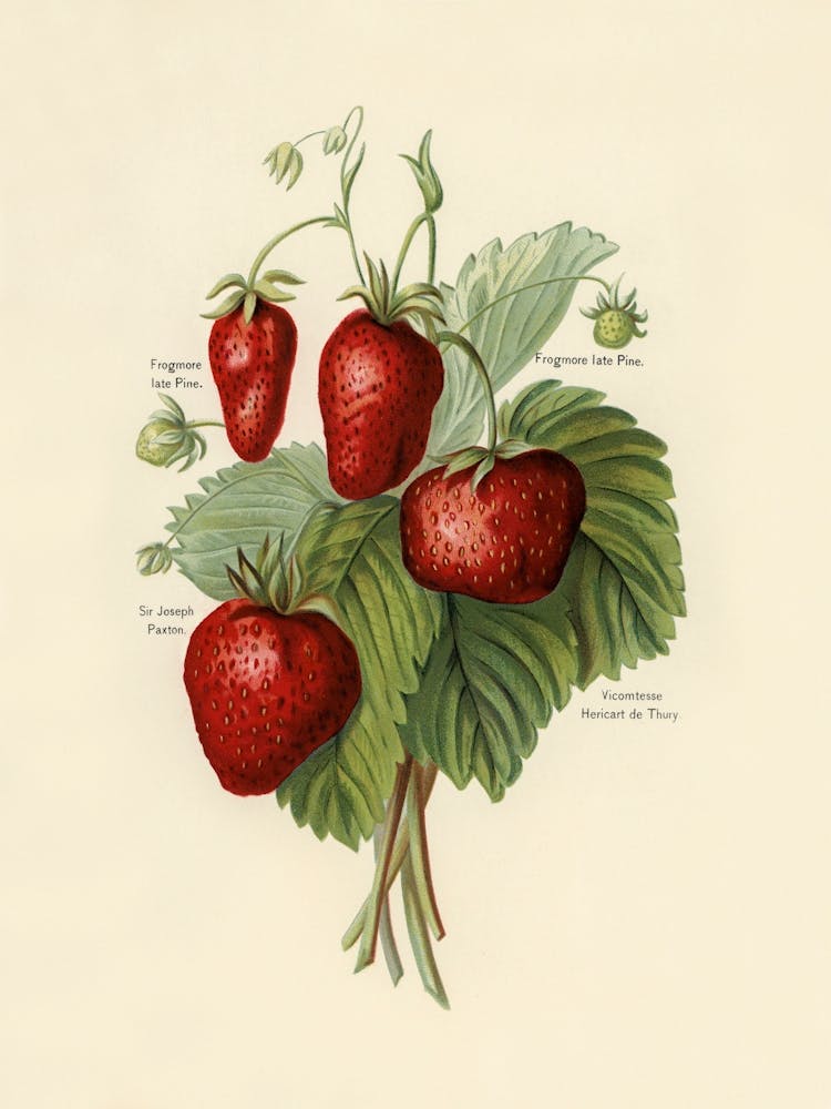 Vintage Illustration Of Strawberries, John Wright