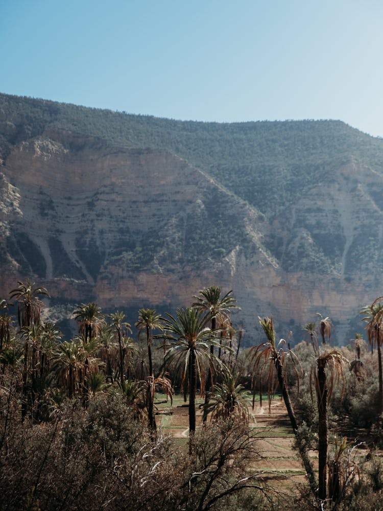 Mountains of Morocco with palmtrees | Travel Photography