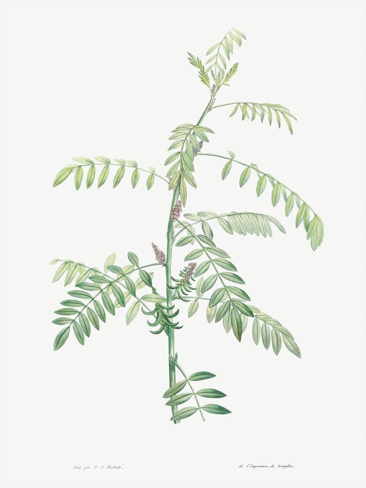 Indigo from La Botanique de J. J. Rousseau, Pierre Joseph Redoute