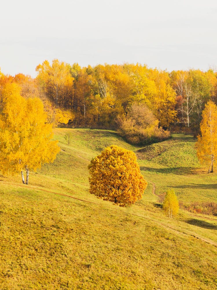 Autumn Trees In A Field 1