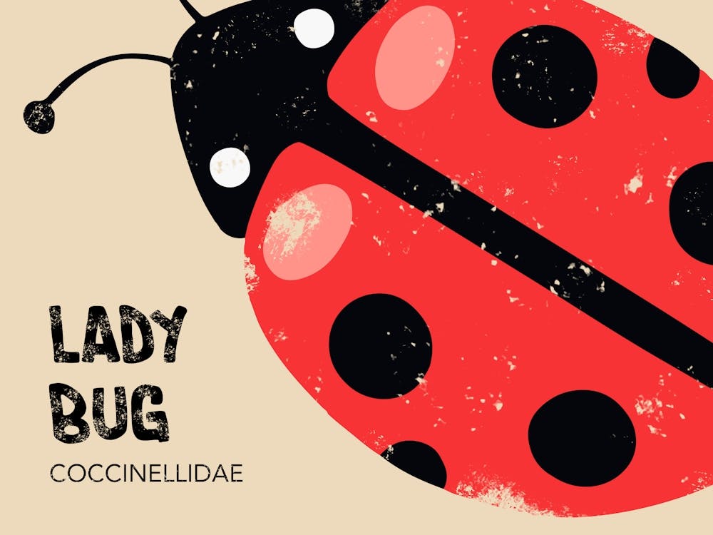 Lady Bug