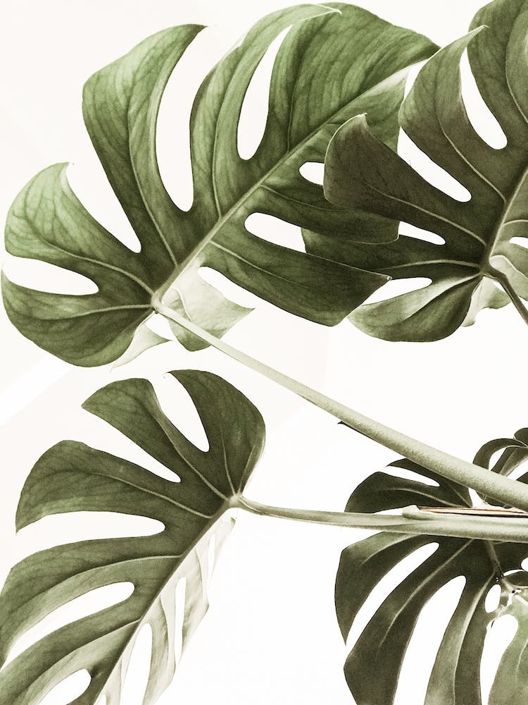 Monstera