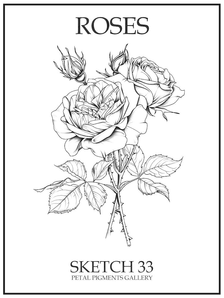 Roses Sketch 33 Poster