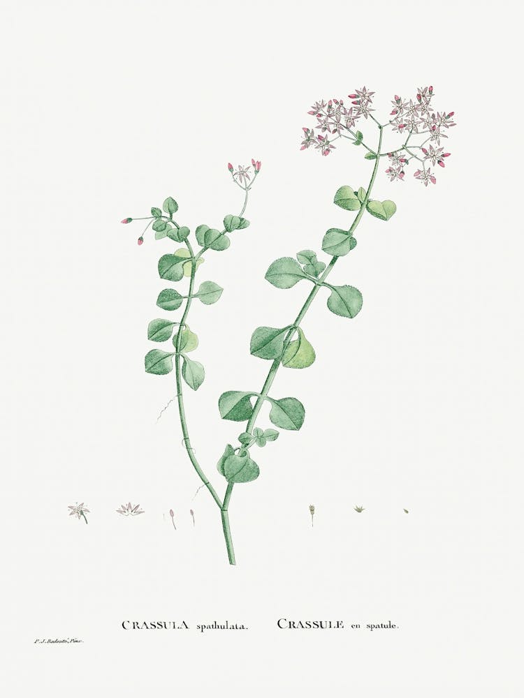 Crassula Spathulata, Pierre Joseph Redoute