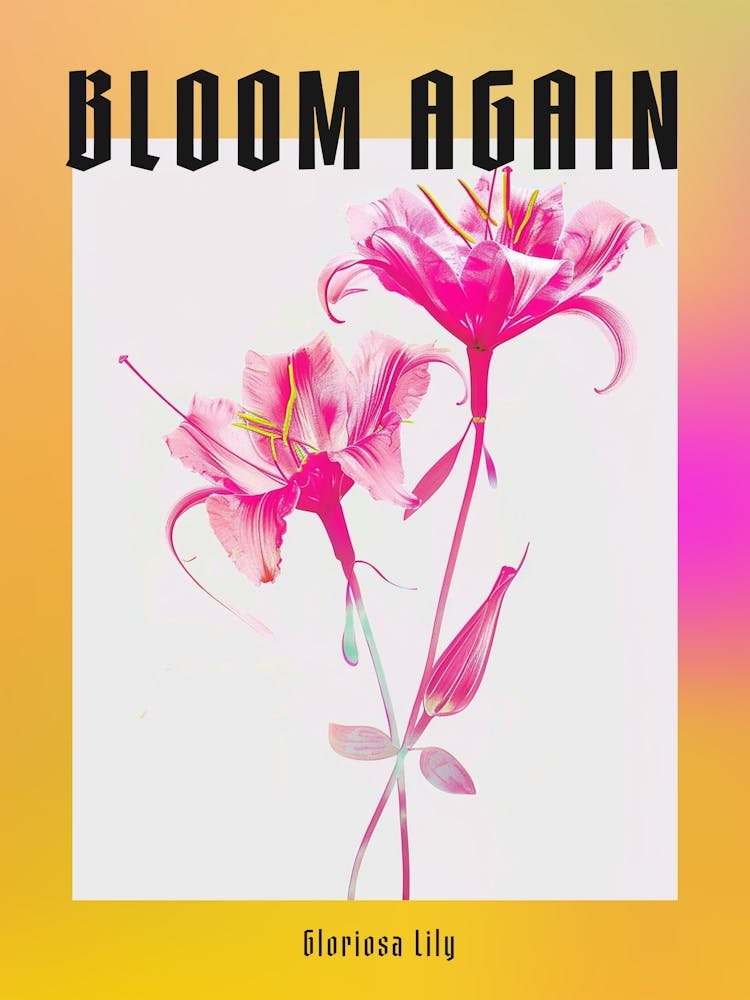 Hot Pink Gloriosa Lily 3 Poster