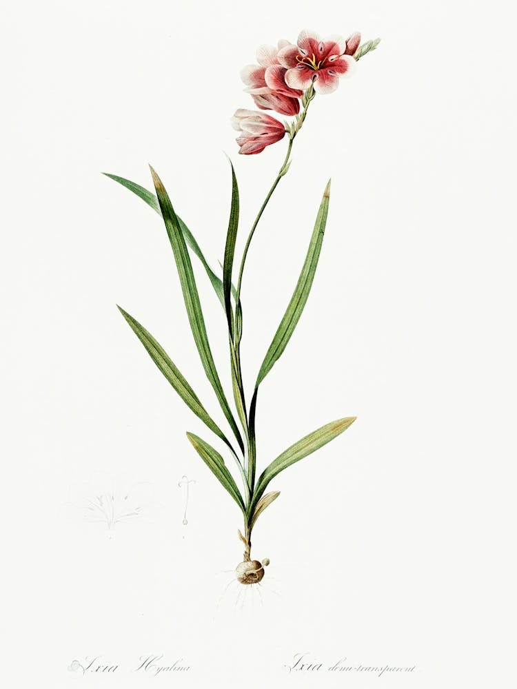 Ixia Hyalina Illustration From Les Liliacées (1805), Pierre Joseph Redoute