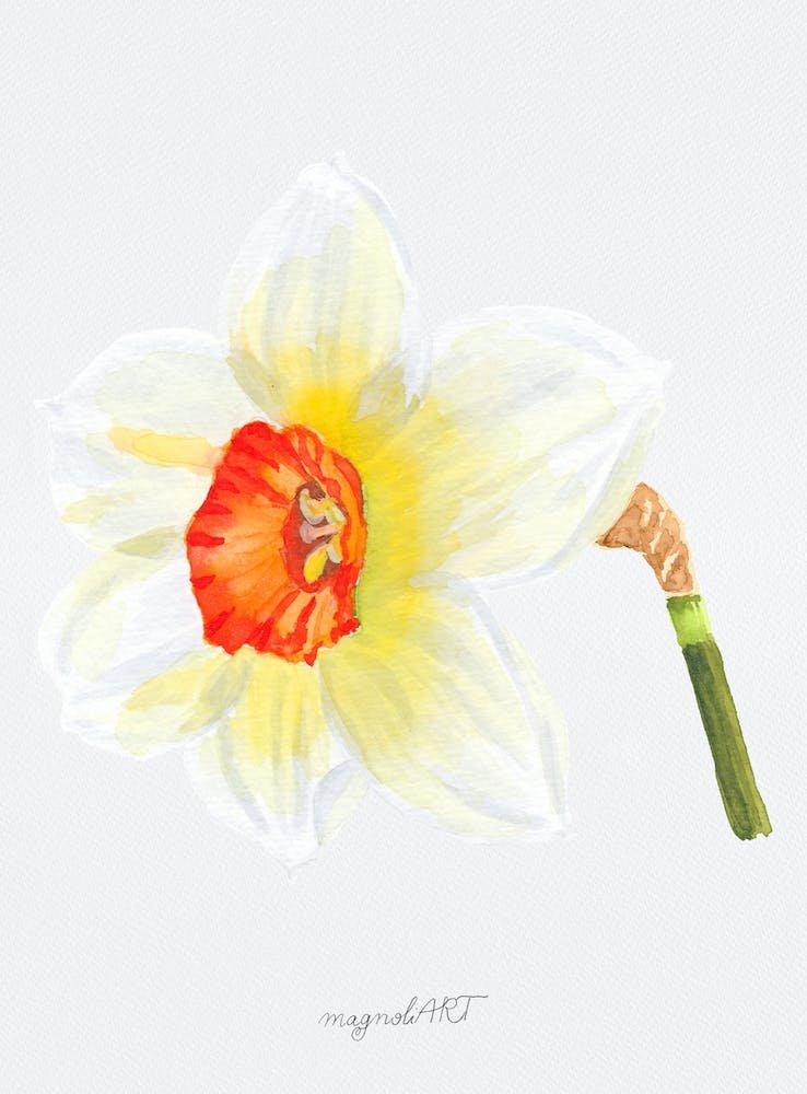 Daffodil 1