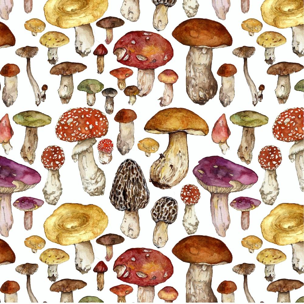 Wild Toadstools