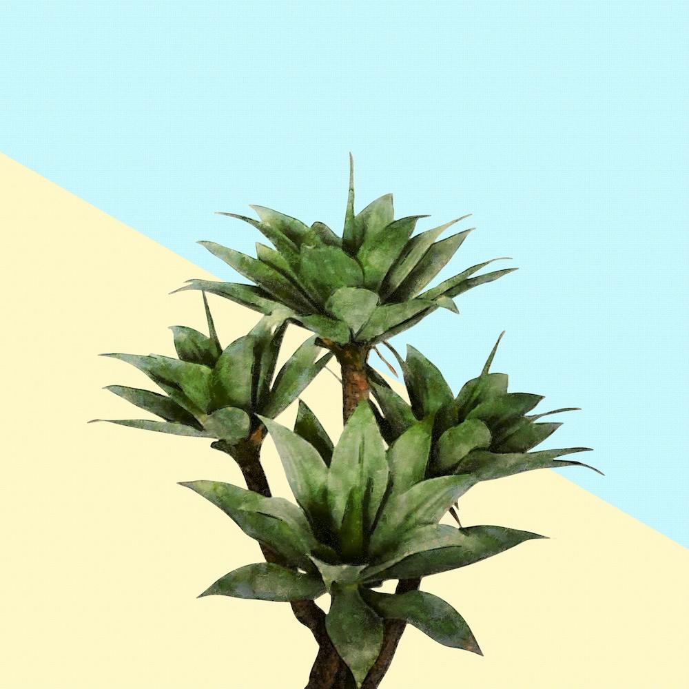 Agave Plant on Lemon and Teal Wall
