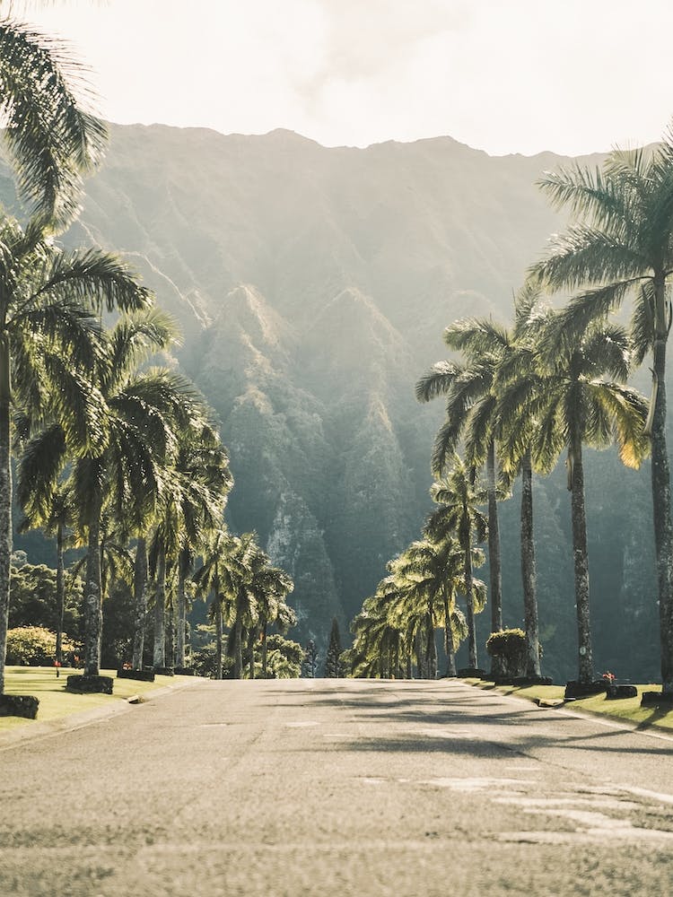 Palm Tree Road