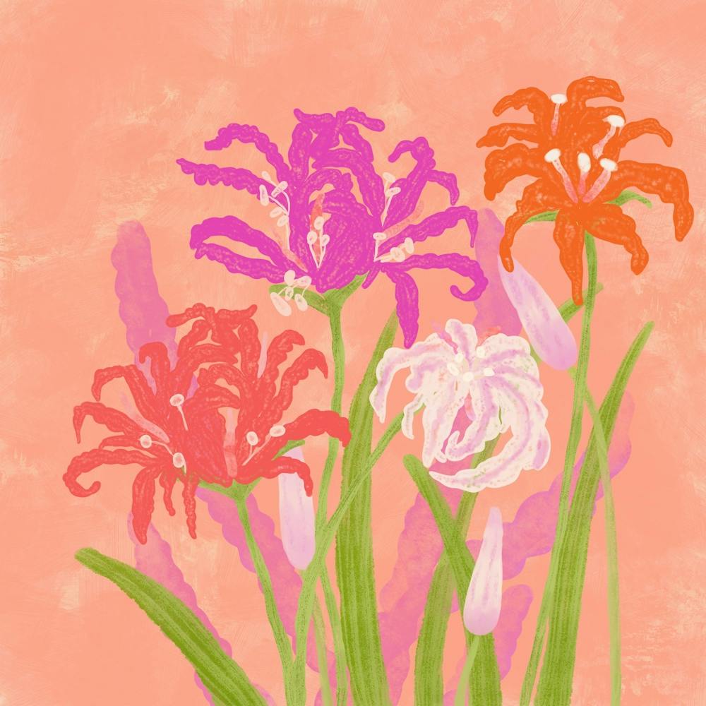 Bright Pink  Nerines Flowers