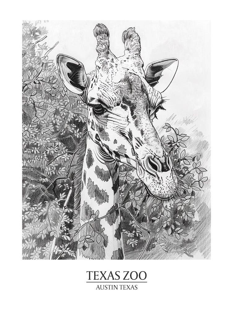 Zoo Austin Texas Black And White Drawing 4 Poster