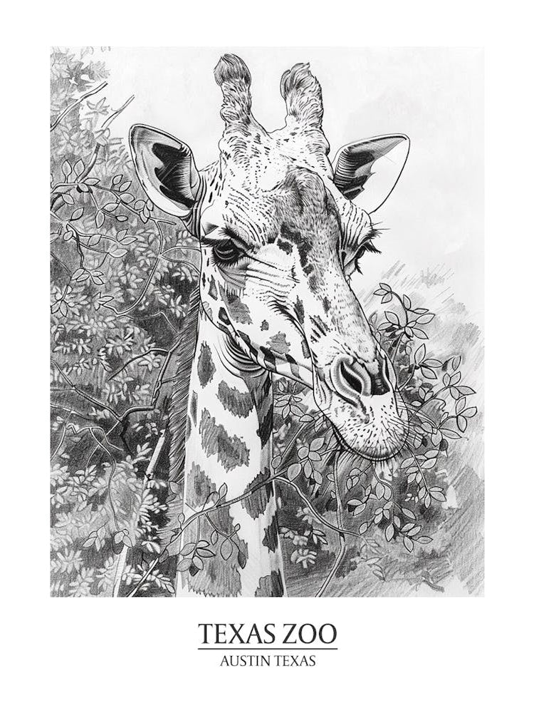 Zoo Austin Texas Black And White Drawing 4 Poster