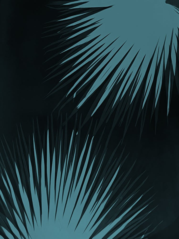 Teal black palm leaves 1