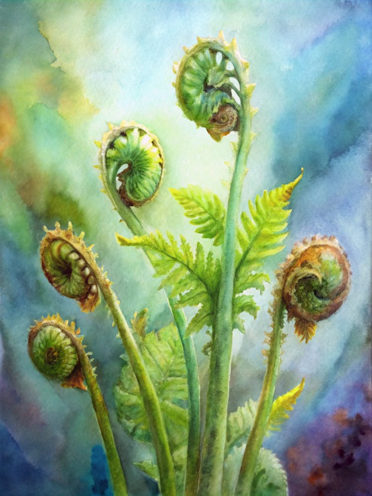 Ferns 2