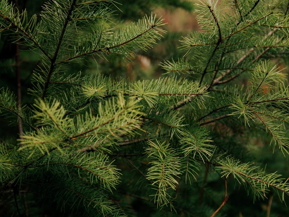 Pine Details