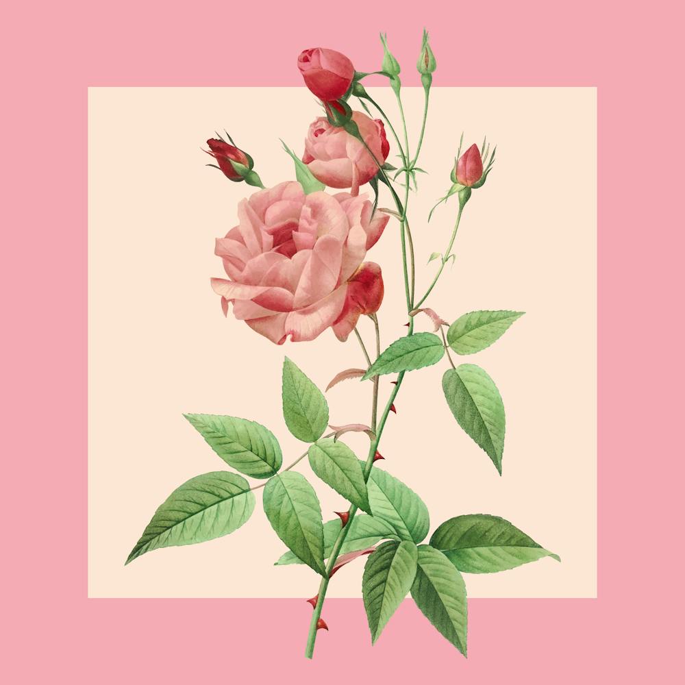 Pink Roses 1